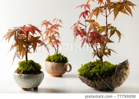 Mini bonsai on white background 77799898