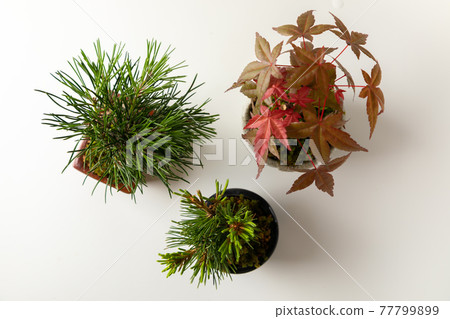 Mini bonsai on white background 77799899