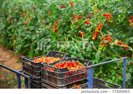 Rows of harvest of red tomatoes in greenhouse 77800065