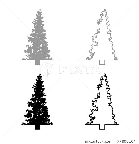 Fir tree Christmas Coniferous Spruce Pine forest  77800104