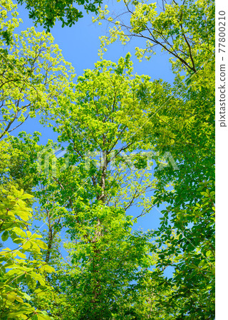 Fresh green and blue sky of Okutama, refreshing image Fresh green and blue sky of Okutama, refreshing image 77800210
