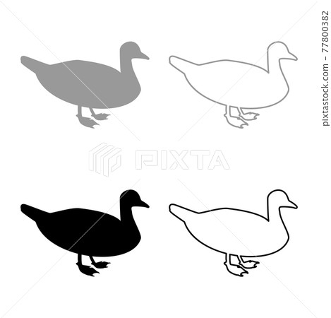 Duck Male mallard Bird Waterbird Waterfowl Duck Male mallard Bird Waterbird Waterfowl 77800382