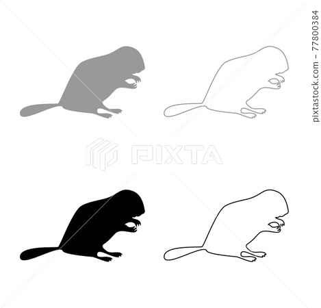 Beaver animal Rodent stand silhouette grey black  77800384