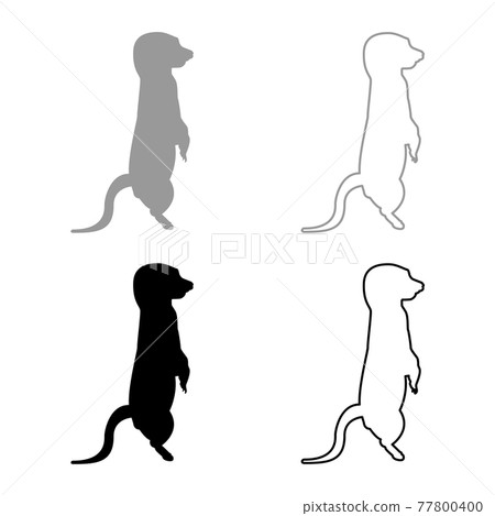 Meerkat in pose Suricata Suricatta silhouette Meerkat in pose Suricata Suricatta silhouette 77800400