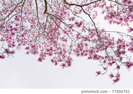 Magnolia Magnolia 77800781