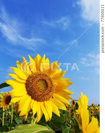 sunflower	 77800811