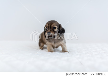 小狗 Kaninhen 臘腸 小狗 Kaninhen 臘腸 77800912