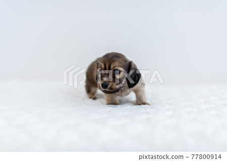 Puppy Kaninhen Dachshund 77800914