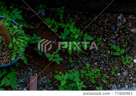 Cleaning up the garden Cleaning up the garden 77800961