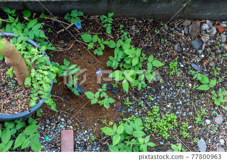 Cleaning up the garden Cleaning up the garden 77800963