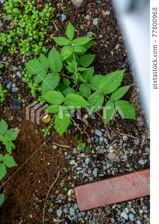 Cleaning up the garden Cleaning up the garden 77800968