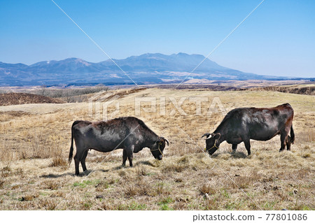 【放牛】熊本縣阿蘇市 【放牛】熊本縣阿蘇市 77801086