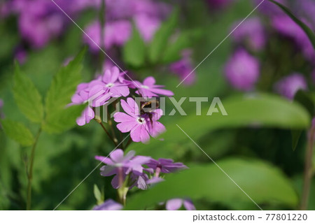 Greater bee fly sucking primrose nectar 77801220