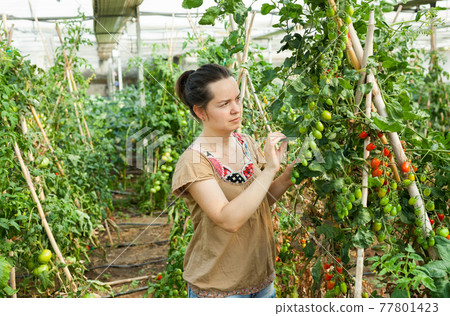Woman working in glasshousw 77801423