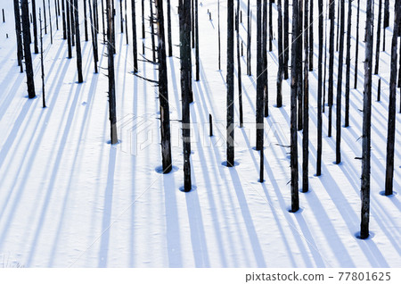 Shadow of dead grove Shadow of dead grove 77801625
