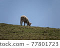 Sheep eating grass in a field 77801723
