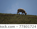Sheep eating grass in a field 77801724