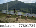 Sheep eating grass in a field 77801725