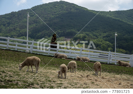 羊在田裡吃草 77801725