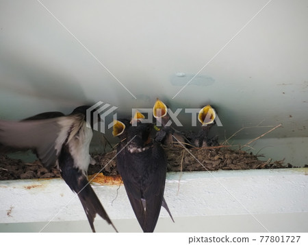 Swallow family raising children 77801727