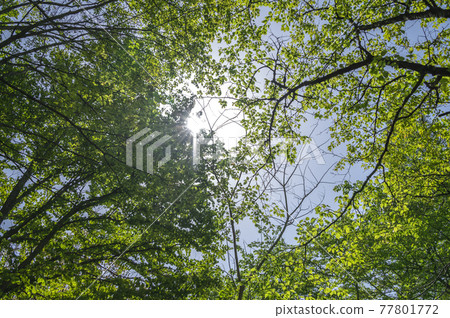 Fresh green 77801772