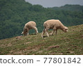 The sheep are eating grass. 77801842