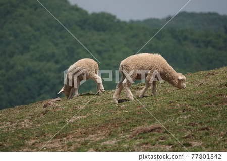 The sheep are eating grass. The sheep are eating grass. 77801842