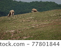 The sheep are eating grass. 77801844