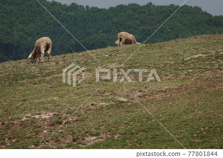 The sheep are eating grass. The sheep are eating grass. 77801844