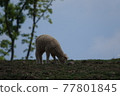 The sheep are eating grass. 77801845
