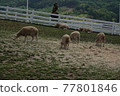 The sheep are eating grass. 77801846