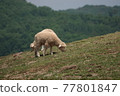The sheep are eating grass. 77801847