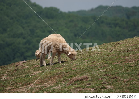 The sheep are eating grass. The sheep are eating grass. 77801847
