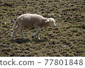 The sheep are eating grass. 77801848