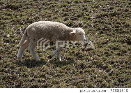 The sheep are eating grass. The sheep are eating grass. 77801848
