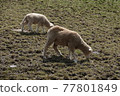 The sheep are eating grass. 77801849