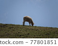 The sheep are eating grass. 77801851