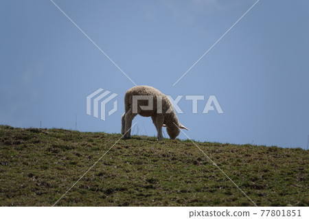 The sheep are eating grass. The sheep are eating grass. 77801851