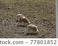 The sheep are eating grass. 77801852