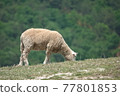 The sheep are eating grass. 77801853