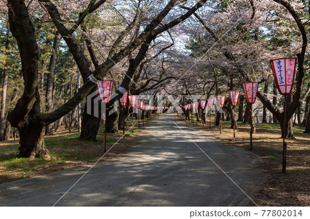 [青森縣五所河原市金木蘆野公園]蘆野公園櫻花隧道和櫻花燈籠 77802014