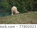 The sheep are eating grass in the green meadow. 77802023