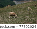 The sheep are eating grass in the green meadow. 77802024