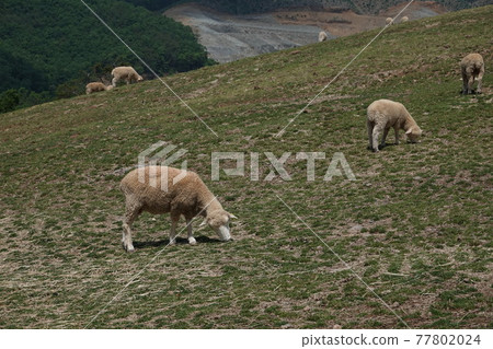The sheep are eating grass in the green meadow. 77802024