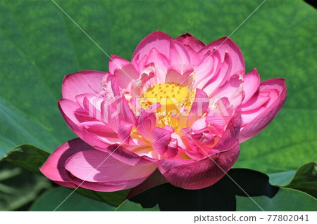 供奉的哈斯的容器和縮影 77802041