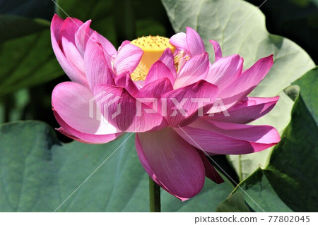 A feeling of dynamism as if each petal is dancing A feeling of dynamism as if each petal is dancing 77802045