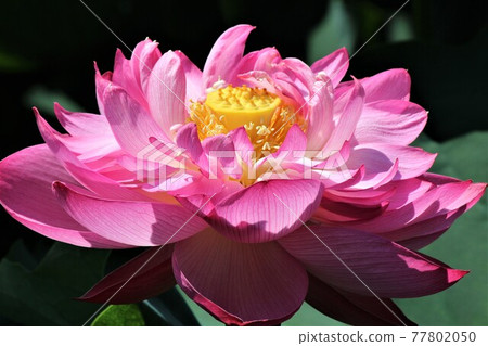 具有多個花瓣的雙花哈斯 77802050