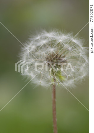 This is a close-up photo of dandelion fluff. This is a close-up photo of dandelion fluff. 77802071
