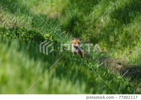 Kogitsune Kogitsune 77802117