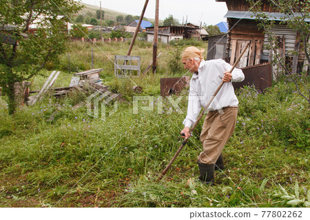 a man mows the grass. village life: harvesting hay for the winter. animal feed. braid close-up 77802262